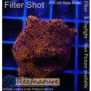 4A7-2 WYSIWYG - Montipora Superman Rot