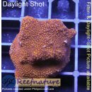 4A7-2 WYSIWYG - Montipora Superman Rot