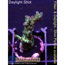 4A7-3 WYSIWYG - Acropora lila Tips, Höhe 33mm