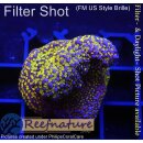 4A7-3 WYSIWYG - Montipora Indo Rainbow Grün/Lila