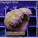 4A7-3 WYSIWYG - Montipora Indo Rainbow Grün/Lila