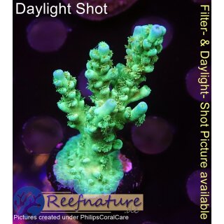 4B1-4 WYSIWYG - Acropora batunai,  Höhe 46mm