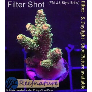 4B1-4 WYSIWYG - Acropora millepora,  Höhe 37mm