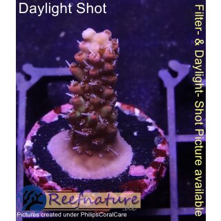 4B1-4 WYSIWYG - Acropora strawberry shortcake  Höhe 25mm