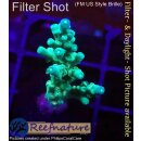 4B1-4 WYSIWYG - Acropora batunai,  Höhe 40mm