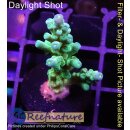4B1-4 WYSIWYG - Acropora batunai,  Höhe 40mm