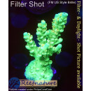 4B1-4 WYSIWYG - Acropora batunai,  Höhe 46mm