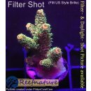 4B1-4 WYSIWYG - Acropora millepora,  Höhe 37mm