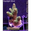 4B1-4 WYSIWYG - Acropora millepora,  Höhe 37mm