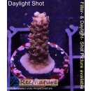 4B1-4 WYSIWYG - Acropora strawberry shortcake  Höhe...