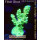 4B1-4 WYSIWYG - Acropora batunai,  Höhe 46mm