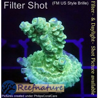 4B1-5 WYSIWYG - Acropora Florida gelb Höhe 36mm