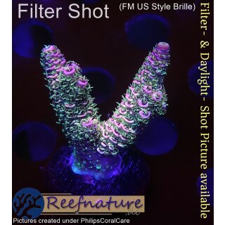 4B1-5 WYSIWYG - Acropora millepora Rainbow, Höhe 37mm