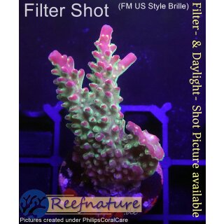 4B1-5 WYSIWYG - Acropora sp. Höhe 40mm
