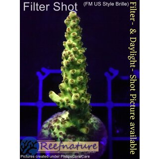 4B1-5 WYSIWYG - Acropora strawberry shortcake Höhe 26mm