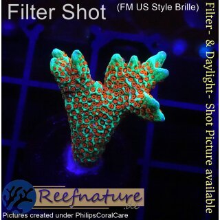 4B1-5 WYSIWYG - Montipora Forest Fire, Höhe 31mm