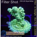 4B1-5 WYSIWYG - Acropora Florida gelb Höhe 36mm
