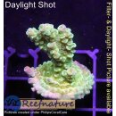 4B1-5 WYSIWYG - Acropora Florida gelb Höhe 36mm