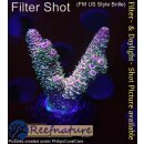 4B1-5 WYSIWYG - Acropora millepora Rainbow, Höhe 37mm