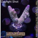4B1-5 WYSIWYG - Acropora millepora Rainbow, Höhe 37mm