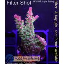4B1-5 WYSIWYG - Acropora sp. Höhe 40mm