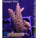 4B1-5 WYSIWYG - Acropora sp. Höhe 40mm