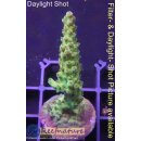 4B1-5 WYSIWYG - Acropora strawberry shortcake Höhe 26mm