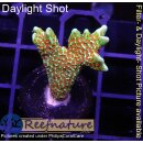 4B1-5 WYSIWYG - Montipora Forest Fire, Höhe 31mm