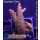 4B1-5 WYSIWYG - Acropora sp. Höhe 40mm
