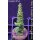 4B1-5 WYSIWYG - Acropora strawberry shortcake Höhe 26mm