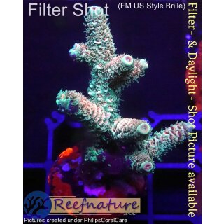 4B1-6 WYSIWYG - Acropora millepora, Höhe 50mm