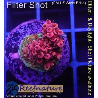 4B1-6 WYSIWYG - Acropora red Planet Höhe 18mm