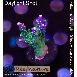 4B1-6 WYSIWYG - Acropora sp., Höhe 52mm