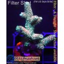 4B1-6 WYSIWYG - Acropora millepora, Höhe 50mm