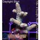 4B1-6 WYSIWYG - Acropora millepora, Höhe 50mm