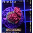 4B1-6 WYSIWYG - Acropora red Planet Höhe 18mm