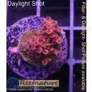 4B1-6 WYSIWYG - Acropora red Planet Höhe 18mm