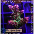 4B1-6 WYSIWYG - Acropora sp., Höhe 35mm