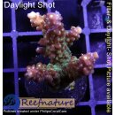 4B1-6 WYSIWYG - Acropora sp., Höhe 35mm