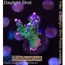 4B1-6 WYSIWYG - Acropora sp., Höhe 52mm