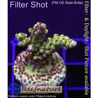 4B1-7 WYSIWYG - Acropora sp. Höhe 36mm