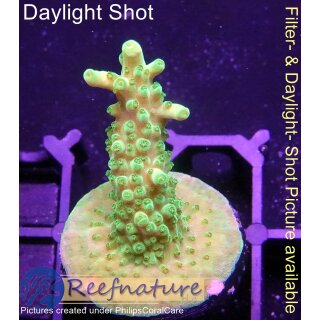 4B1-7 WYSIWYG - Acropora sp. Table Gelb, Höhe 36mm