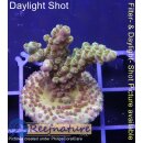 4B1-7 WYSIWYG - Acropora efflorescens Table, Höhe 33mm