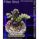 4B1-7 WYSIWYG - Acropora sp. Höhe 36mm