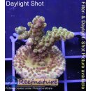4B1-7 WYSIWYG - Acropora sp. Höhe 36mm