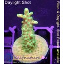 4B1-7 WYSIWYG - Acropora sp. Table Gelb, Höhe 36mm