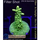 4B1-7 WYSIWYG - Acropora sp. Table Gelb, Höhe 36mm