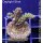 4B1-7 WYSIWYG - Acropora sp. Höhe 36mm