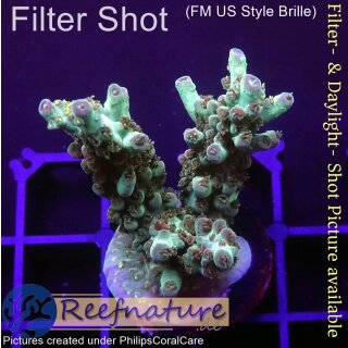 4B2-1 WYSIWYG - Acropora sp.  Höhe 46mm