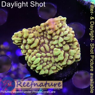 4B2-1 WYSIWYG - Montipora sp. Gelb
